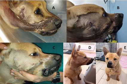 REKONSTRUKTION EINES GROSSEN LIPPENDEFEKTS MIT FORTSCHRITTLICHEM BUCCAL-FLAP